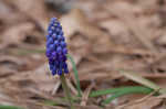 Common grape hyacinth